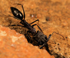 Odontomachus troglodytes