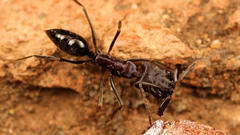 Odontomachus troglodytes