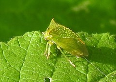 Hadrophallus bubalus