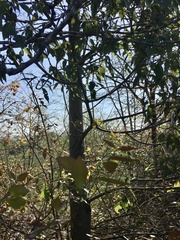 Brachychiton populneus