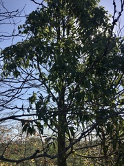 Brachychiton populneus