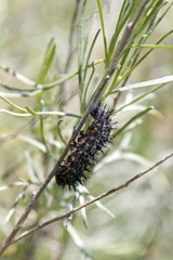 Euphydryas chalcedona
