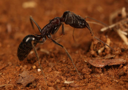 Troglodyte Trap-jaw ant