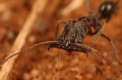 Odontomachus troglodytes