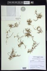 Puccinellia phryganodes