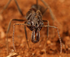 Odontomachus troglodytes