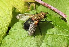 Archytas analis