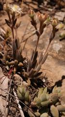 Delosperma brevisepalum