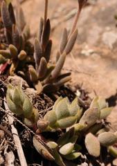 Delosperma brevisepalum