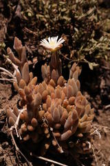 Delosperma brevisepalum
