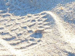 Sphingonotus imitans