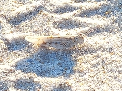 Sphingonotus imitans