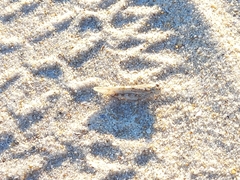 Sphingonotus imitans