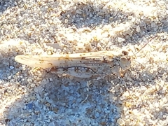 Sphingonotus imitans