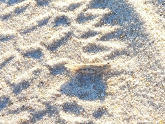Sphingonotus imitans