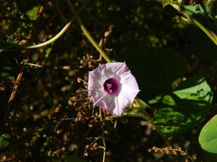 Ipomoea grandifolia