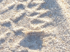 Sphingonotus imitans