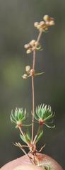 Psammotropha mucronata mucronata