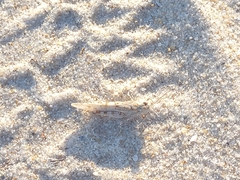 Sphingonotus imitans