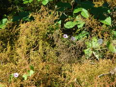 Ipomoea grandifolia