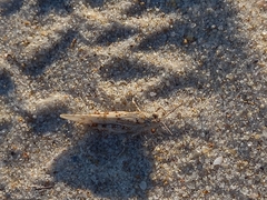 Sphingonotus imitans