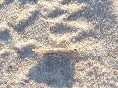 Sphingonotus imitans
