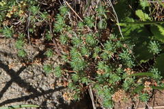 Psammotropha mucronata mucronata