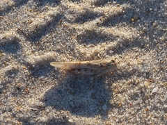 Sphingonotus imitans