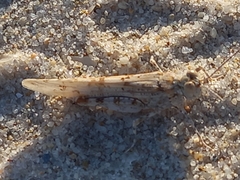 Sphingonotus imitans