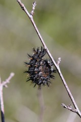 Euphydryas chalcedona