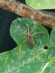 Holhymenia