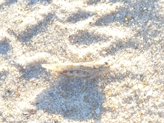 Sphingonotus imitans