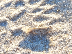 Sphingonotus imitans