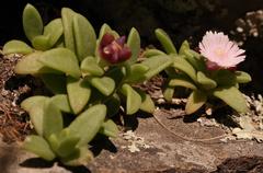 Delosperma katbergense