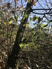 Brachychiton populneus