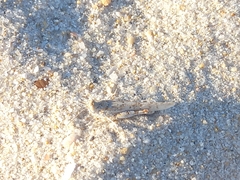 Sphingonotus imitans