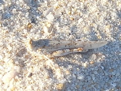 Sphingonotus imitans