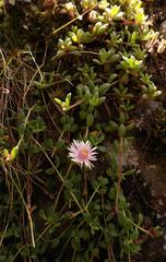 Delosperma katbergense