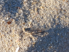 Sphingonotus imitans