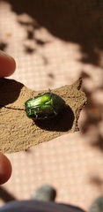 Coleoptera