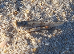 Sphingonotus imitans