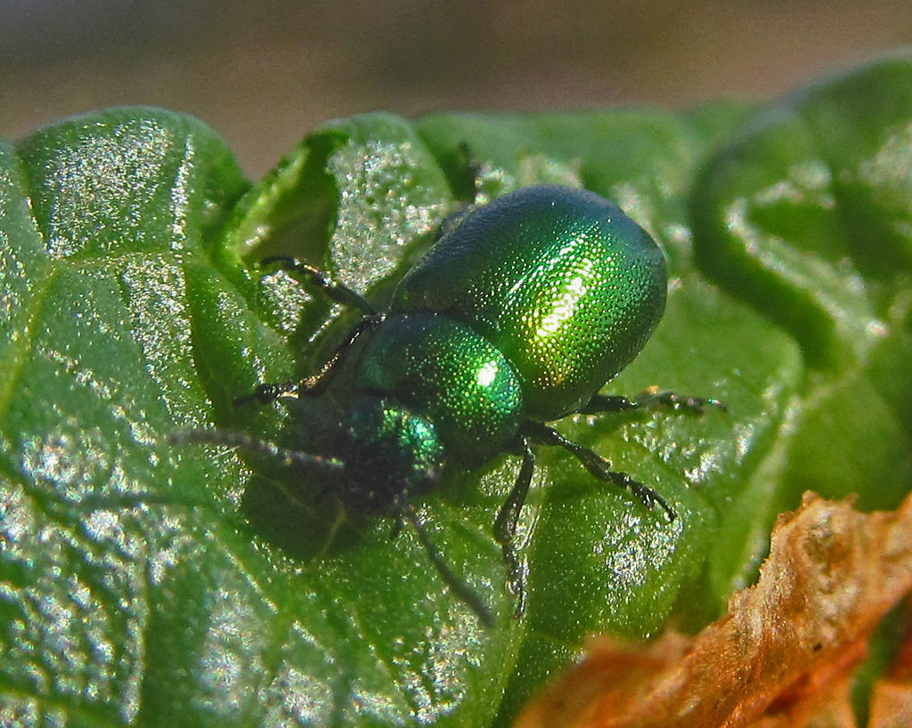 Oreina viridis