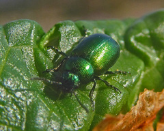Oreina viridis