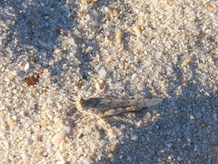 Sphingonotus imitans