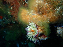 Pyura stolonifera