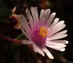 Delosperma katbergense