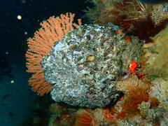 Trididemnum cerebriforme