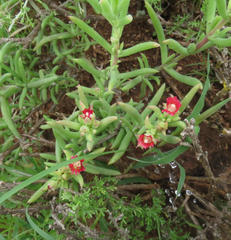 Delosperma multiflorum
