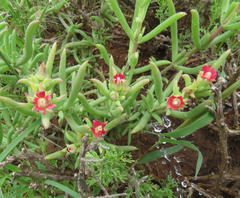 Delosperma multiflorum