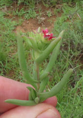Delosperma multiflorum